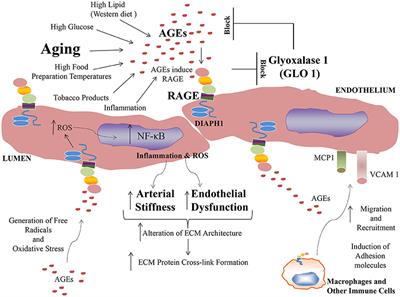 The AGE-RAGE Axis: Implications for Age-Associated Arterial Diseases